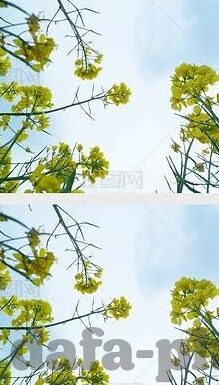 新2足球比分网-新2足球比分网，深度解析与评测